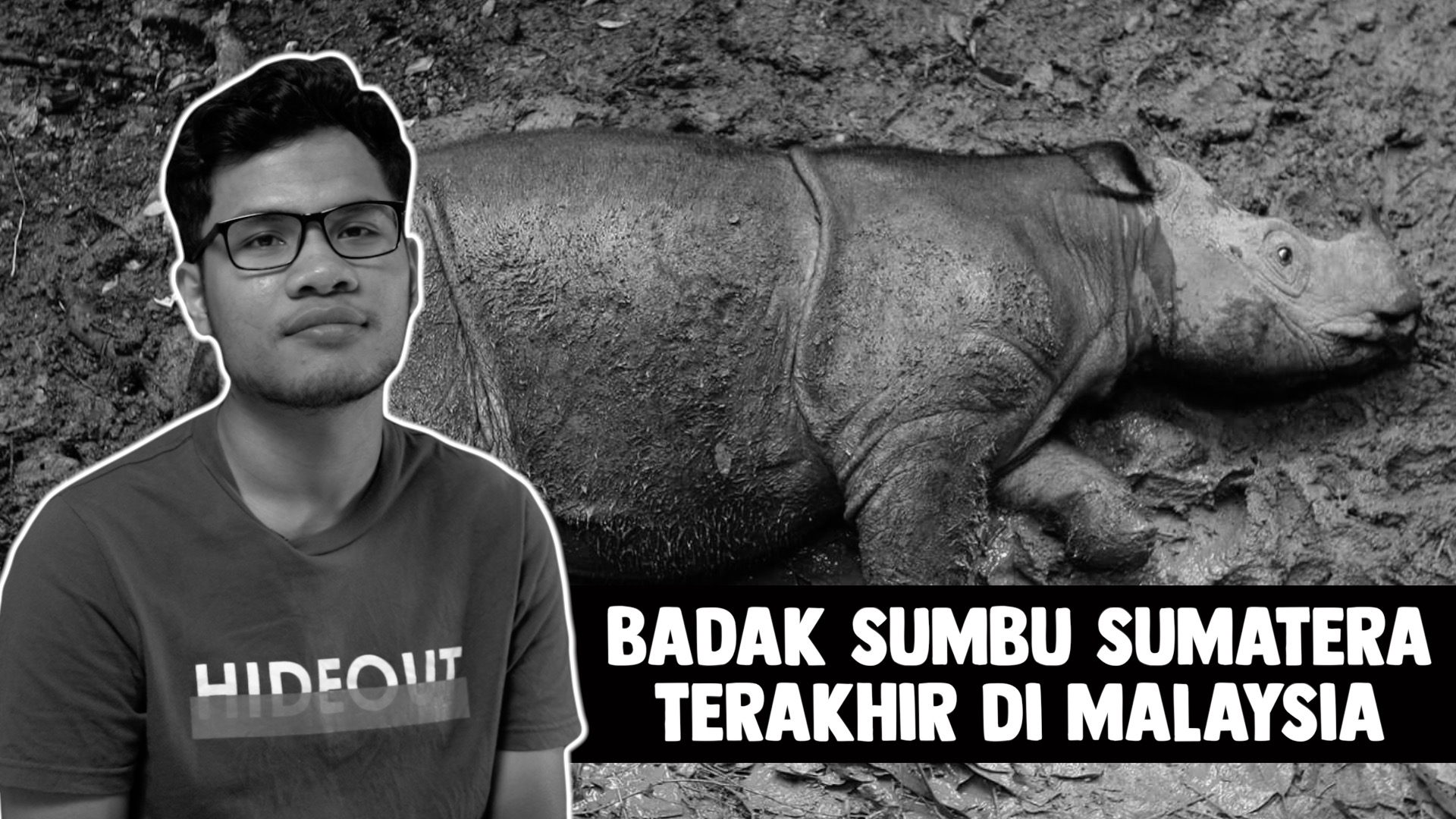 Badak Sumbu In English : Mati Akibat Kerosakkan Buah Pinggang, �Tam