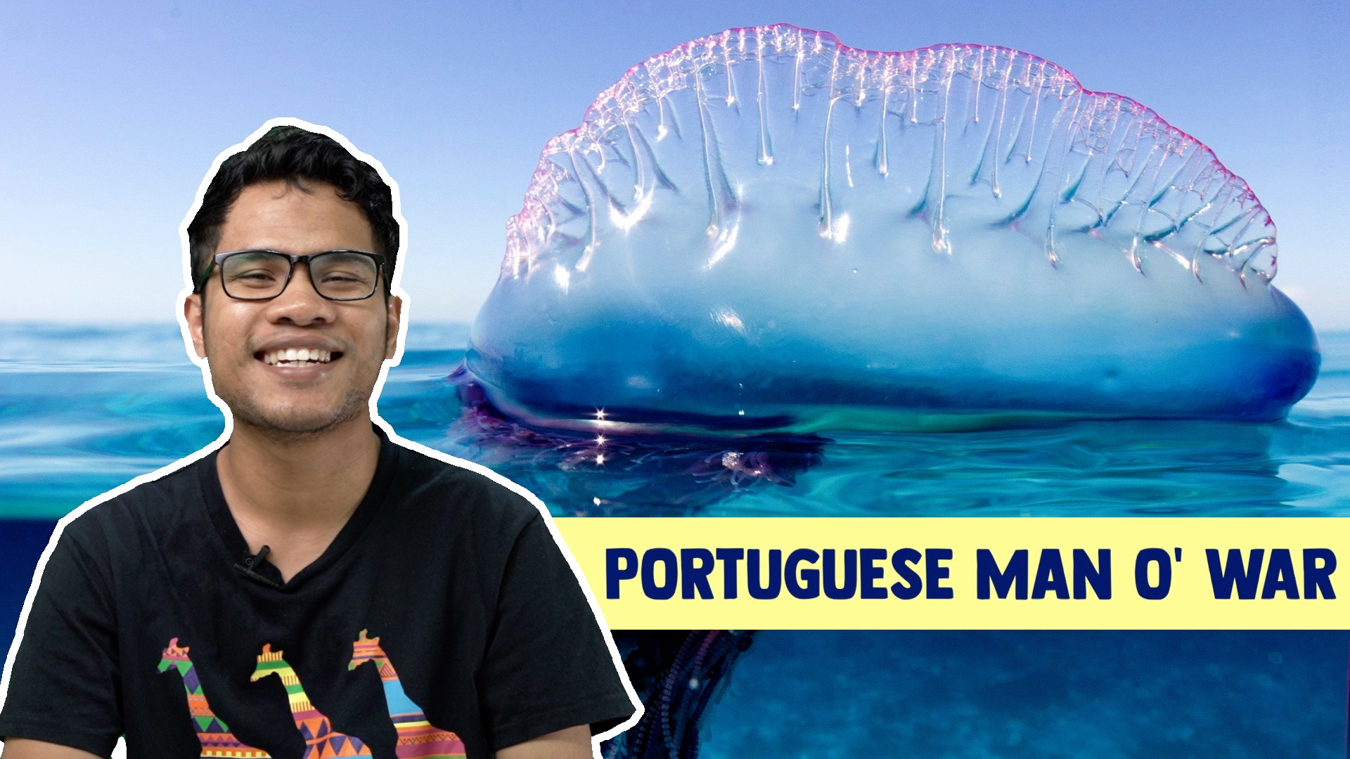 Portugese Man O’ War ML Studios