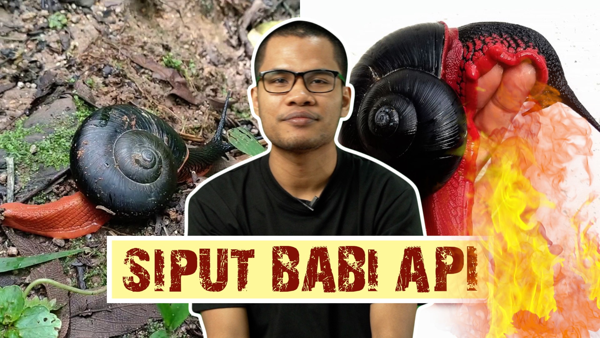 Siput Babi Api – ML Studios