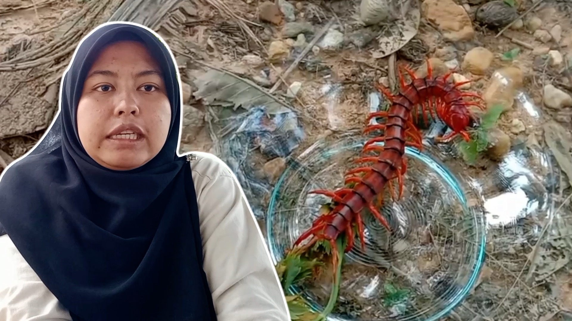 Saya Tangkap Lipan Bara ML Studios